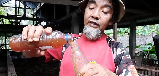 Atasi PMK, Peternak di Kamang Magek Gunakan Eco Enzyme thumbnail