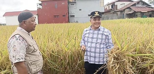 Bupati Agam: SPM Terbukti Pacu Anakan Padi Produktif thumbnail