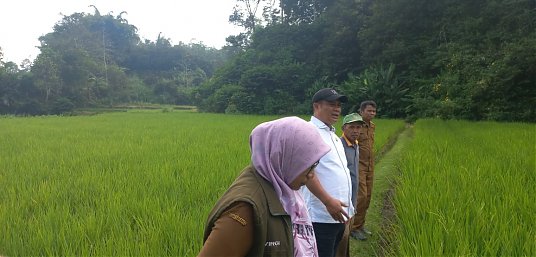 KUNJUNGAN DINAS PERTANIAN KABUPATEN DARMASRAYA PADA LOKASI SAWAH POKOK MURAH KECAMATAN CANDUNG thumbnail