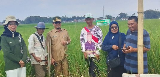 KUNJUNGAN DINAS PANGAN DAN PERIKANAN KABUPATEN DHARMASRAYA DI LOKASI SAWAH POKOK MURAH KECAMATAN AMPEK ANGKEK thumbnail