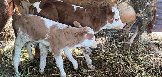 PEDET LAHIR KEMBAR, KEBERHASILAN INSEMINASI BUATAN UPT PUSKESWAN MAGEK  thumbnail