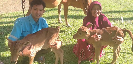 Pedet Lahir Kembar, Keberhasilan Inseminasi Buatan  thumbnail
