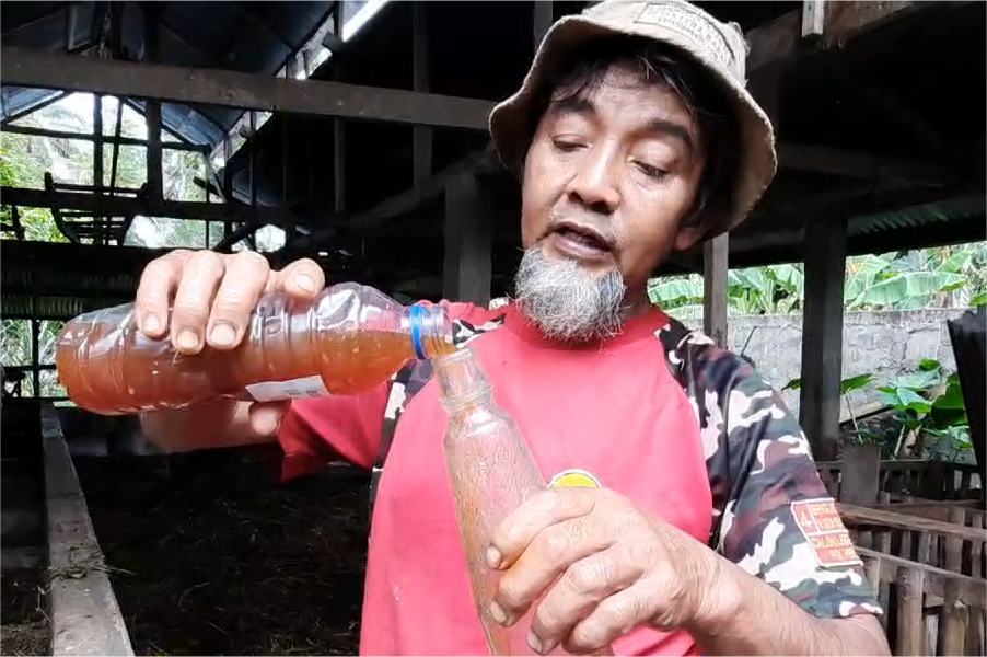 Atasi PMK, Peternak di Kamang Magek Gunakan Eco Enzyme thumbnail