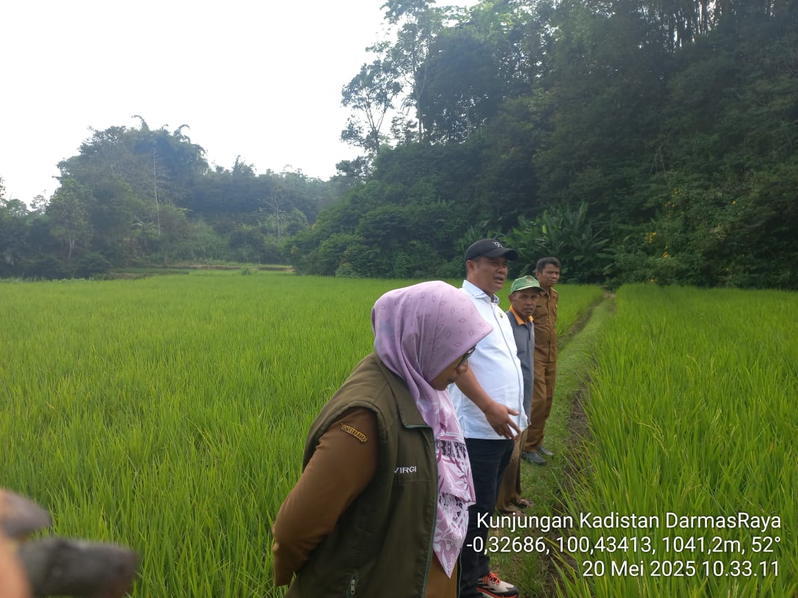 KUNJUNGAN DINAS PERTANIAN KABUPATEN DARMASRAYA PADA LOKASI SAWAH POKOK MURAH KECAMATAN CANDUNG thumbnail