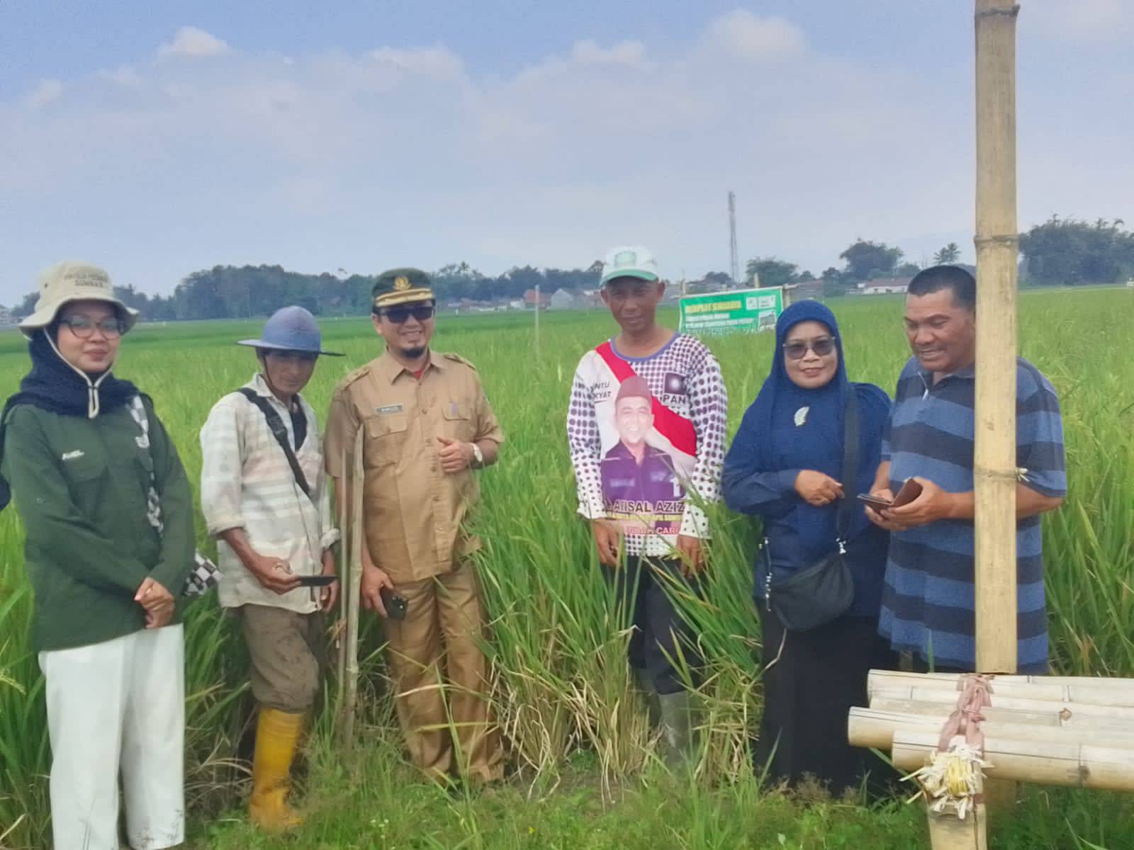 KUNJUNGAN DINAS PANGAN DAN PERIKANAN KABUPATEN DHARMASRAYA DI LOKASI SAWAH POKOK MURAH KECAMATAN AMPEK ANGKEK thumbnail
