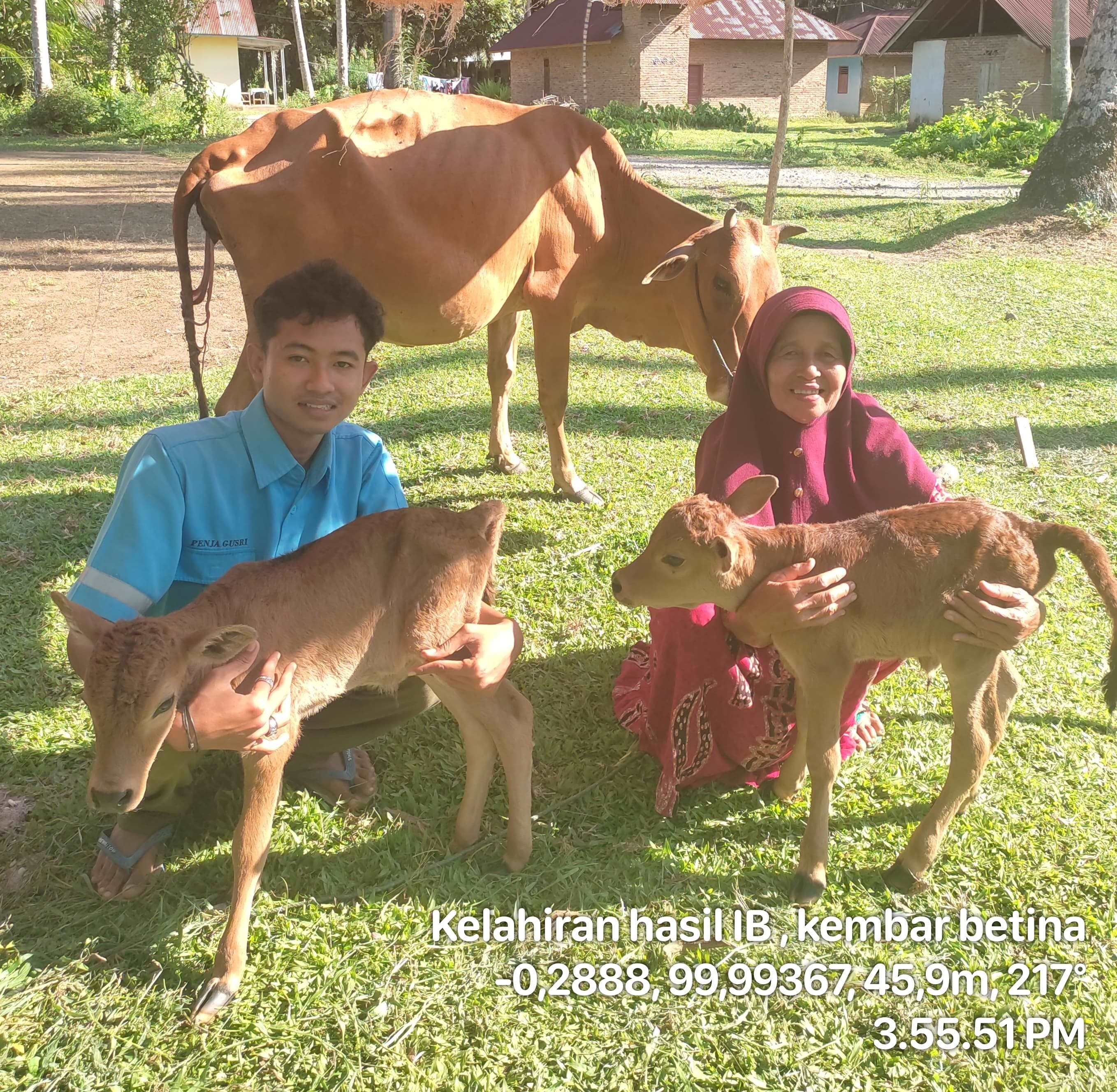 Pedet Lahir Kembar, Keberhasilan Inseminasi Buatan thumbnail