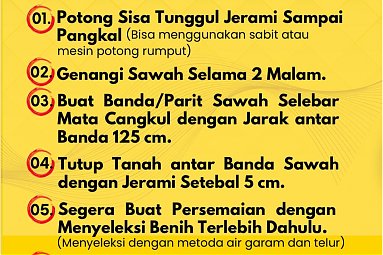 LANGKAH KERJA SAWAH POKOK MURAH thumbnail